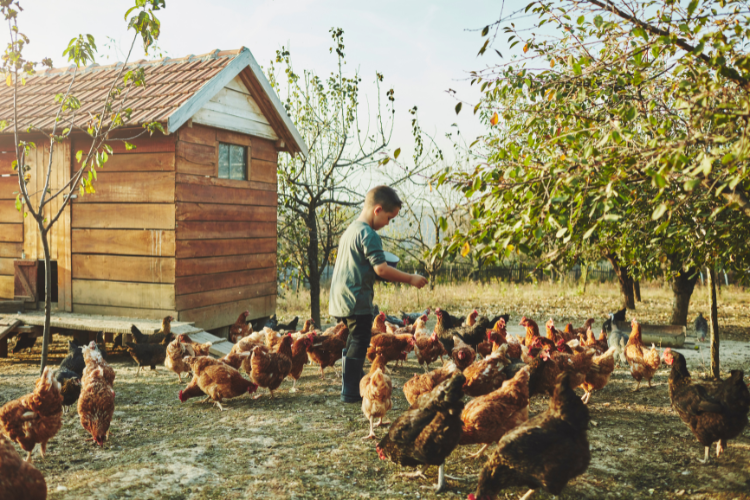 little boy feeding chickens free range parenting style