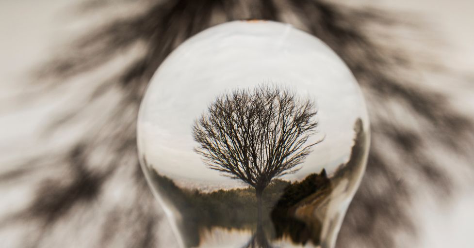 a light bulb with a tree being reflected back. 